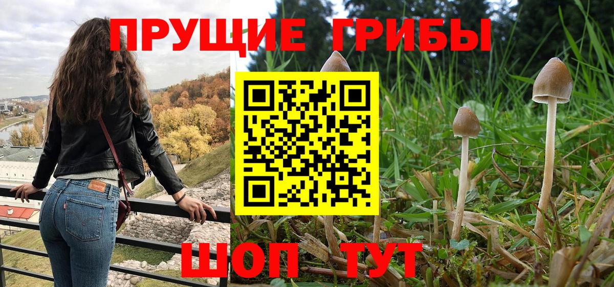 Томск  Псилоцибиновые грибы Cubensis  Вход с VPN 