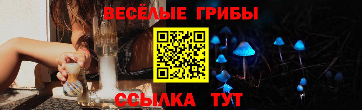 Псилоцибиновые грибы Psilocybine cubensis Томск